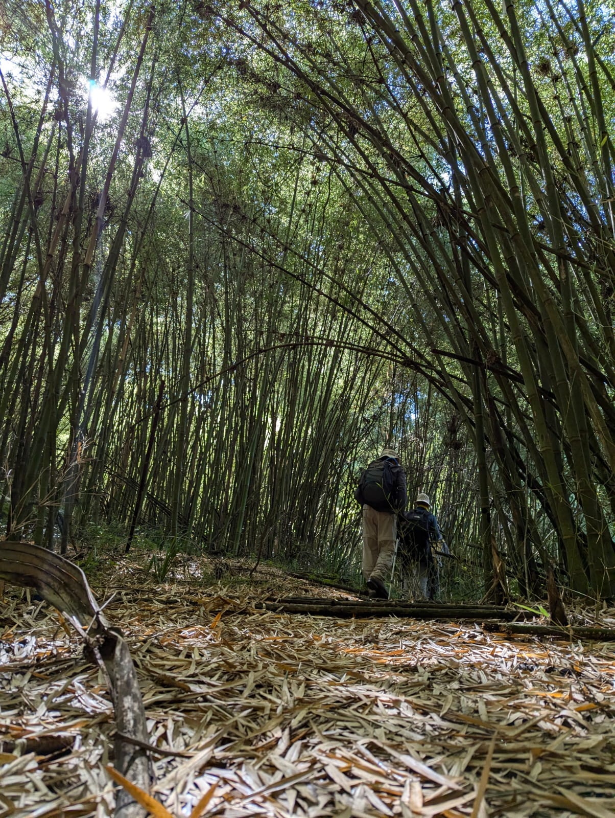 The steep trail of Elephant Hill.
