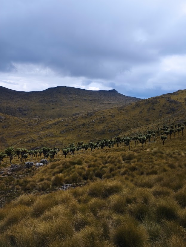 The steep moorland trail of Rurimeria Hill.